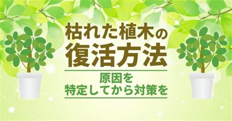 樹木枯萎原因|植木が枯れたら復活させよう！原因別に対処方法をご。